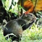 agouti