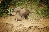 capybara with young