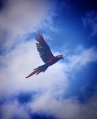 macaw in flight