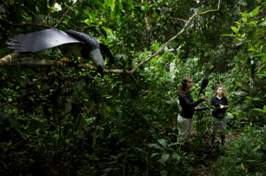 harpy recording missy dara